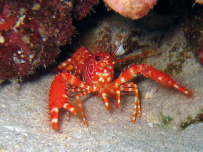 2560x1440_Bonaire_Diving_Cancy-striped_Hermit_Crab