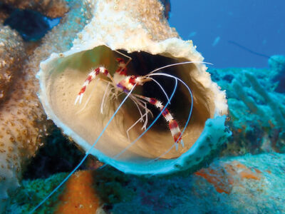 2560x1440_Bonaire_Diving_Female_Banded_Coral_Shrimp