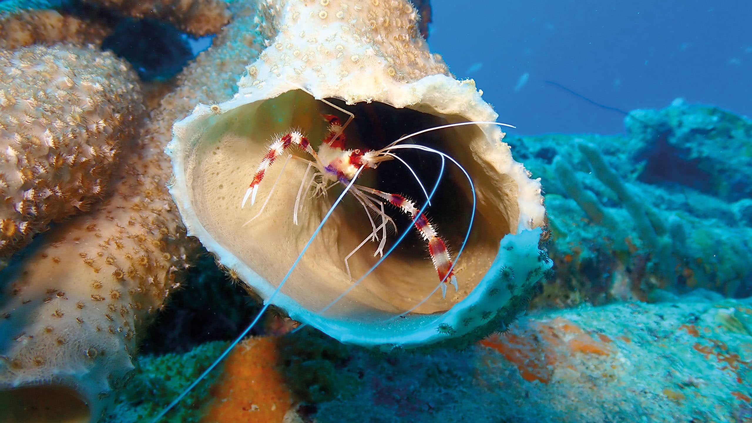 2560x1440_Bonaire_Diving_Female_Banded_Coral_Shrimp