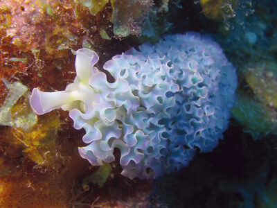 2560x1440_Bonaire_Diving_Lettuce_Sea_Slug