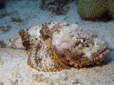 2560x1440_Bonaire_Diving_Scorpionfish