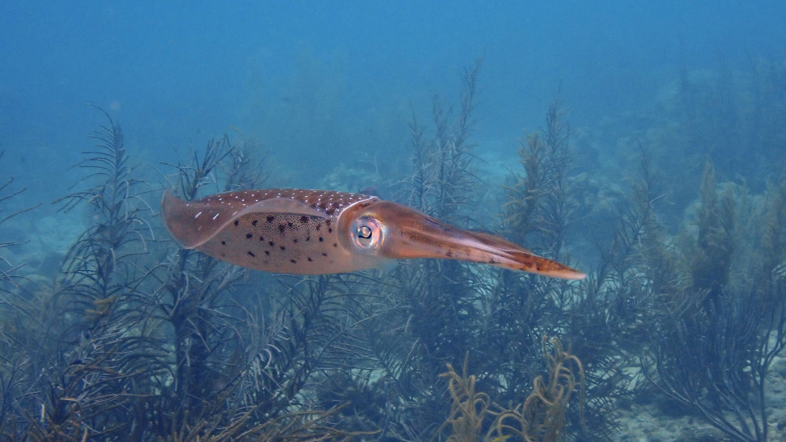 2560x1440_Bonaire_Diving_Sepia