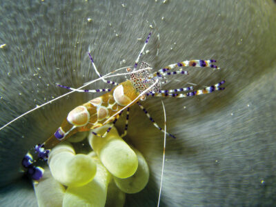 2560x1440_Bonaire_Diving_Spotted_Cleaner_Shrimp