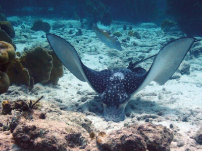 2560x1440_Bonaire_Diving_Spotted_Eagle_Ray