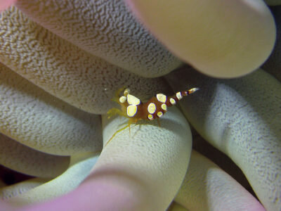 2560x1440_Bonaire_Diving_Squat_Shrimp