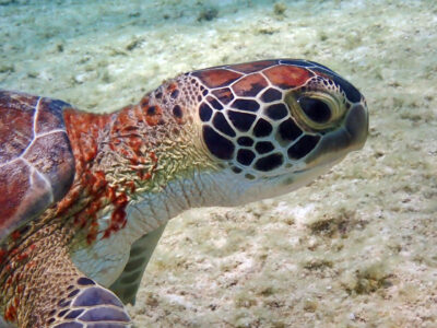 2560x1440_Bonaire_Diving_Turtle