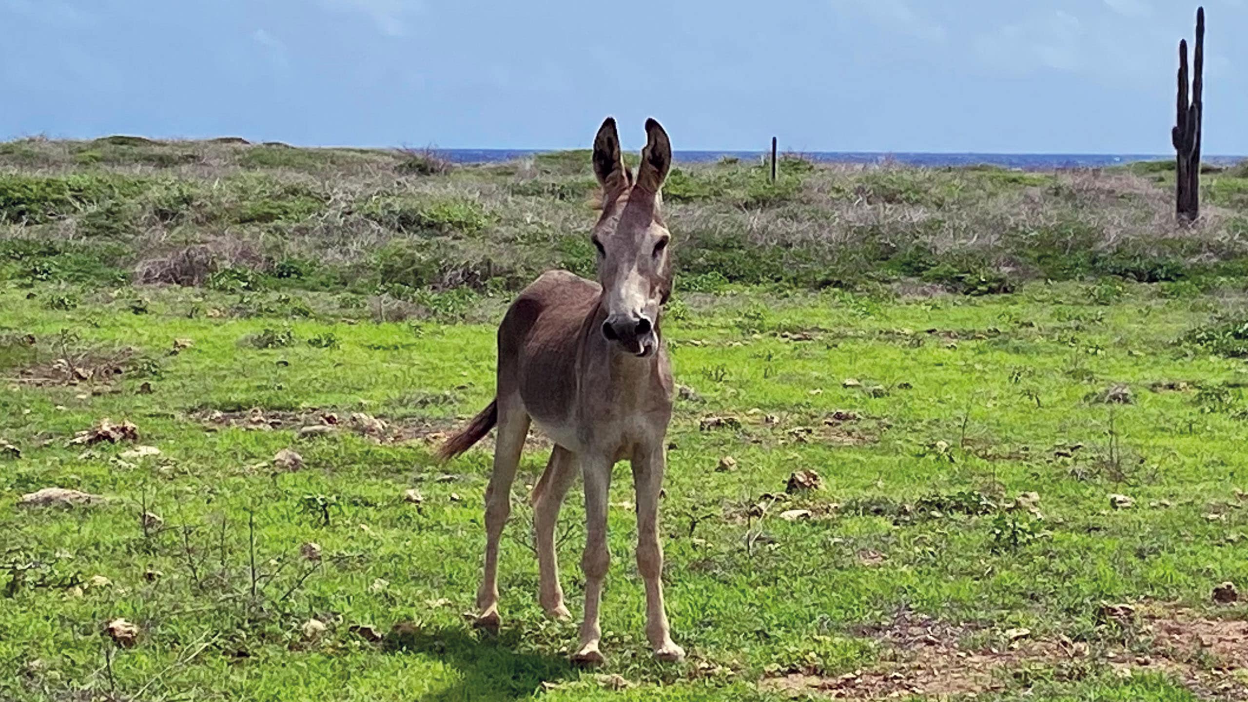 2560x1440_Bonaire_Wild_Donkey