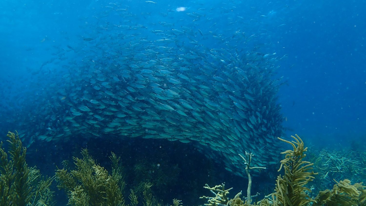 Sonrisa_Bonaire_Baitball