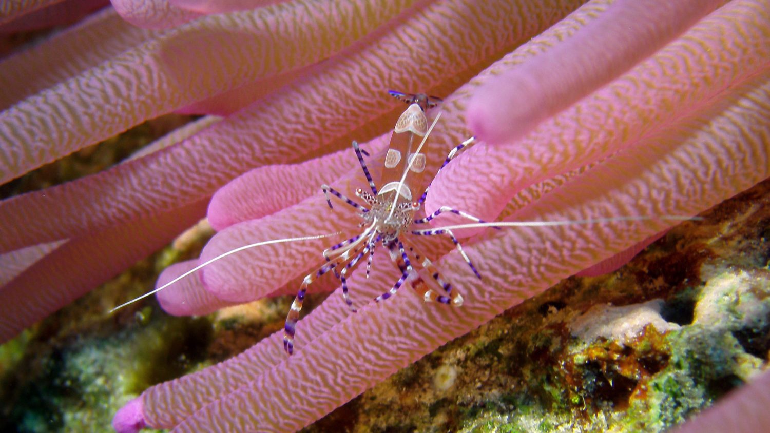 Sonrisa_Bonaire_Diving_Garnele