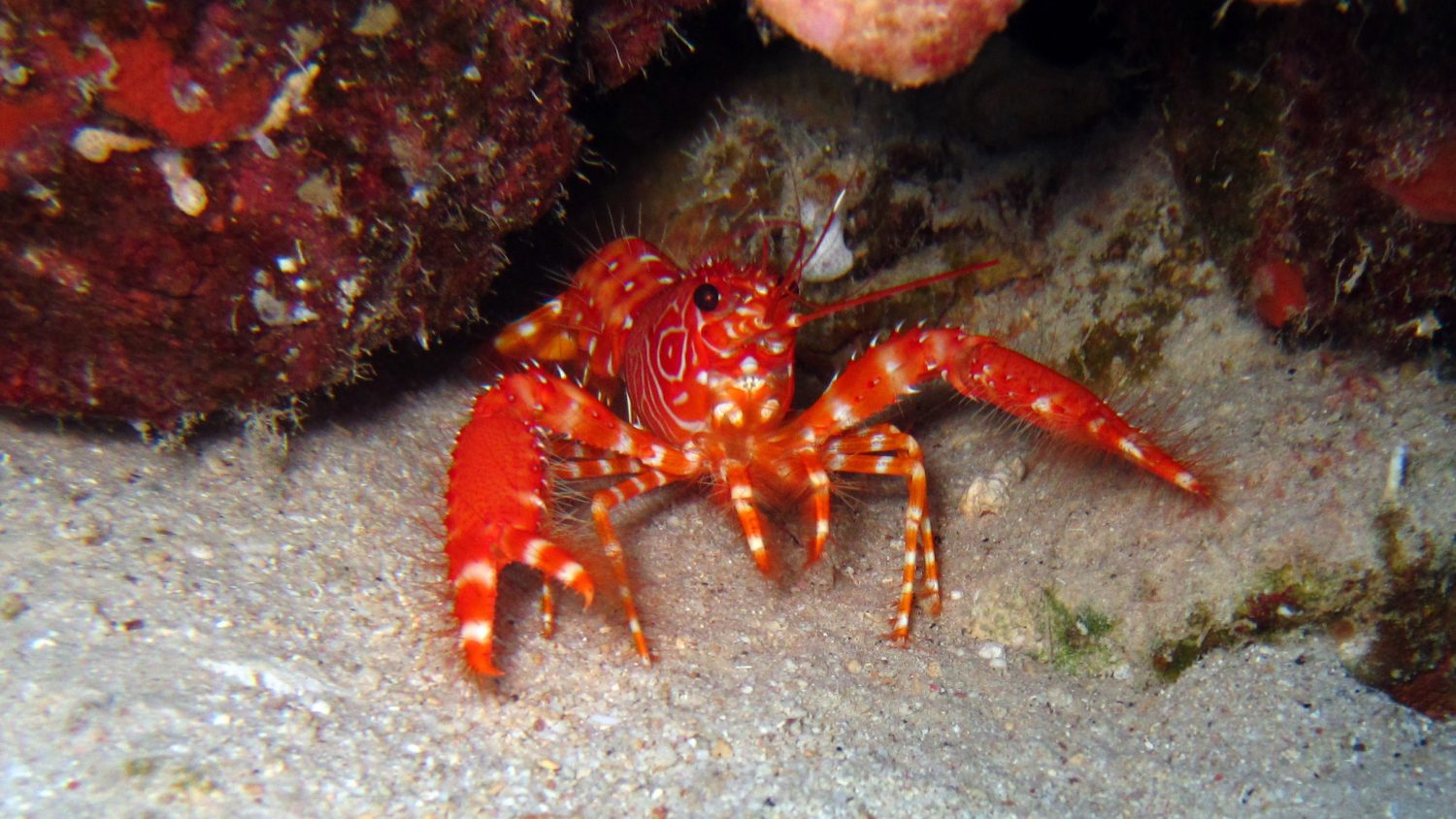 Sonrisa_Bonaire_Diving_Krebs